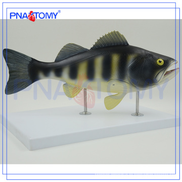 Modelo anatómico de peces PNT-0822, modelo de disección de peces